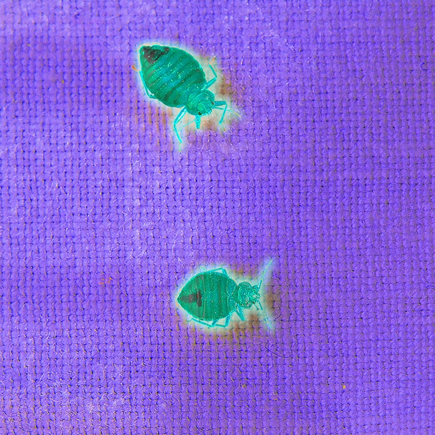 Light - LitezAll Task Light with UV Flashlight